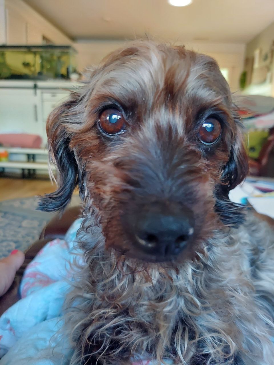 CDS dog cataracts